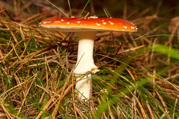 Poisonous Mushrooms. Toadstool and beautiful forest