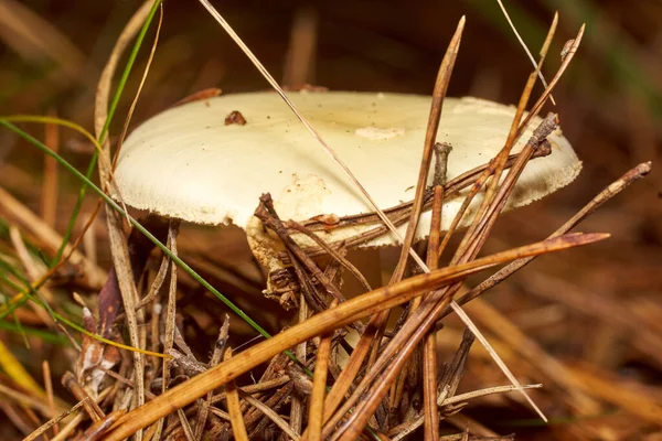 Poisonous Mushrooms. Toadstool and beautiful forest