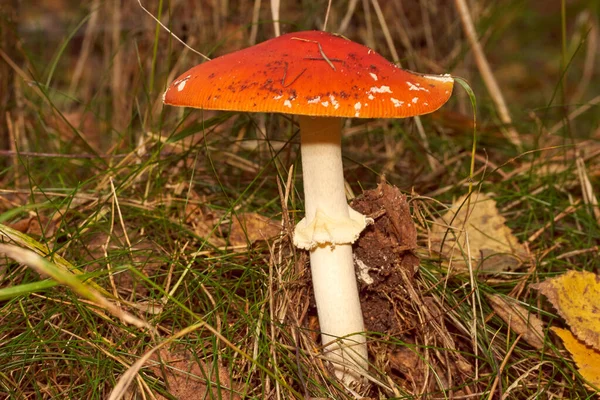Poisonous Mushrooms. Toadstool and beautiful forest