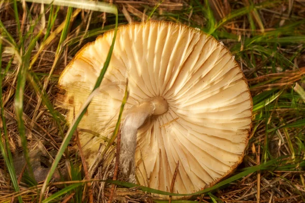 Cogumelos venenosos. Toadstool e bela floresta — Fotografia de Stock