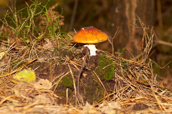 Poisonous Mushrooms. Toadstool and beautiful forest