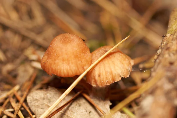 Poisonous Mushrooms. Toadstool and beautiful forest