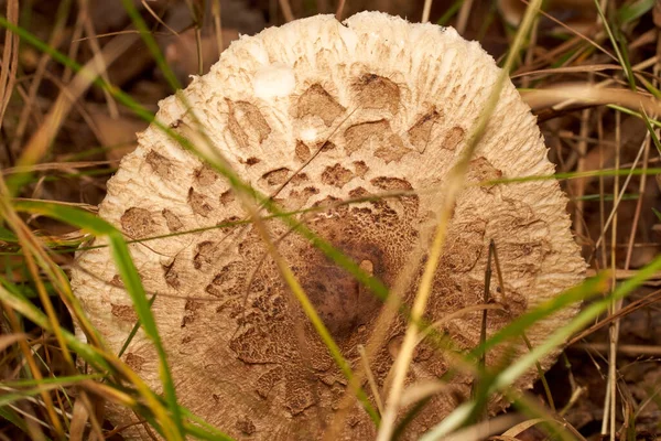 Cogumelos venenosos. Toadstool e bela floresta — Fotografia de Stock
