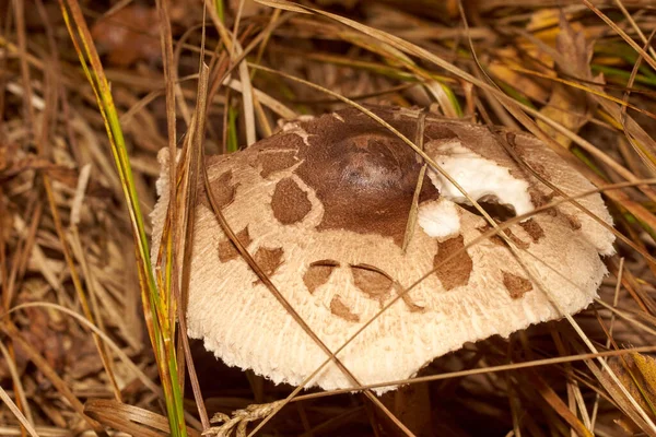 Cogumelos venenosos. Toadstool e bela floresta — Fotografia de Stock