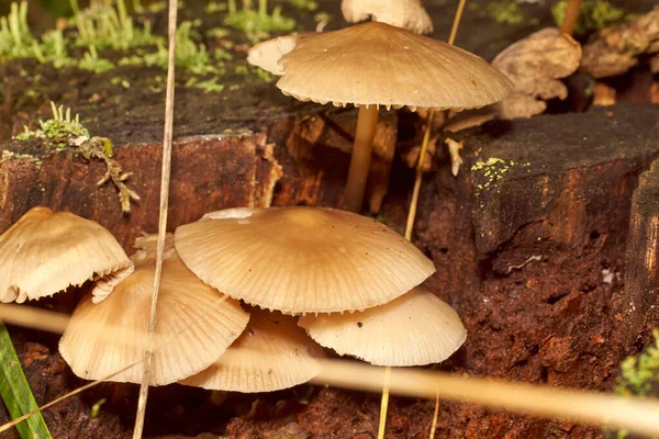 Poisonous Mushrooms. Toadstool and beautiful forest