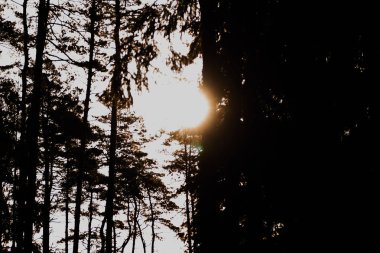 Zehirli mantarlar. Toadstool ve güzel orman