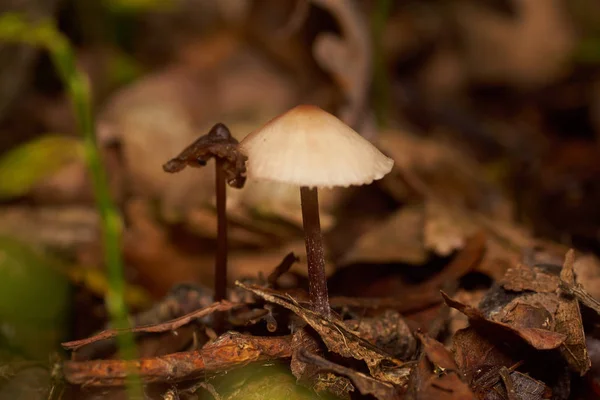 Poisonous Mushrooms. Toadstool and beautiful forest