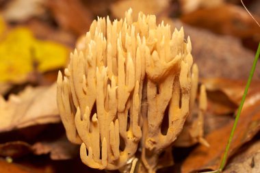 Zehirli mantarlar. Toadstool ve güzel orman