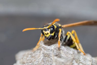 Genç bir Kağıt Arı Kraliçesi yeni bir koloni kurmak için yuva yapar. Makro fotoğraf