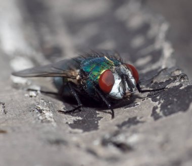 Genç bir Kağıt Arı Kraliçesi yeni bir koloni kurmak için yuva yapar. Makro fotoğraf