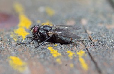 Genç bir Kağıt Arı Kraliçesi yeni bir koloni kurmak için yuva yapar. Makro fotoğraf
