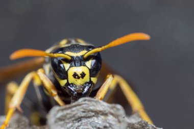 Genç bir Kağıt Arı Kraliçesi yeni bir koloni kurmak için yuva yapar. Makro fotoğraf