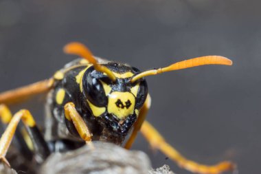 Genç bir Kağıt Arı Kraliçesi yeni bir koloni kurmak için yuva yapar. Makro fotoğraf