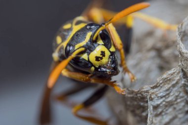 Genç bir Kağıt Arı Kraliçesi yeni bir koloni kurmak için yuva yapar. Makro fotoğraf