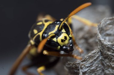 Genç bir Kağıt Arı Kraliçesi yeni bir koloni kurmak için yuva yapar. Makro fotoğraf