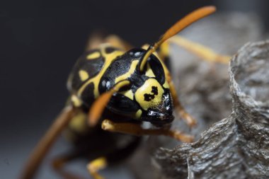 A young Paper Wasp Queen builds a nest to start a new colony. Macro photo clipart