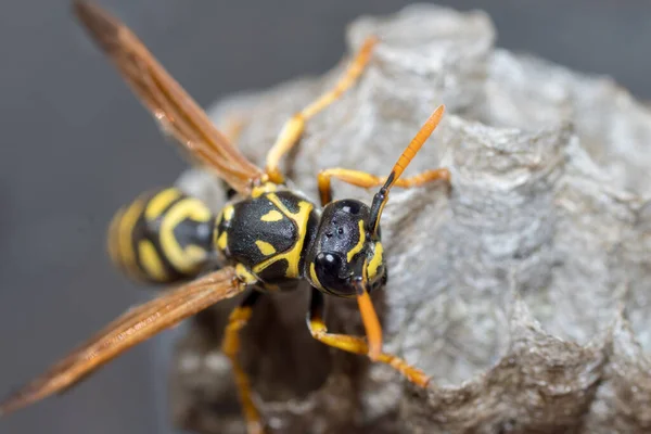 Genç bir Kağıt Arı Kraliçesi yeni bir koloni kurmak için yuva yapar. Makro fotoğraf