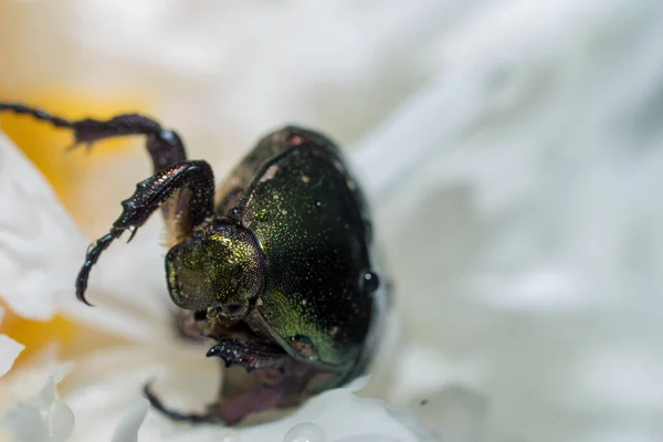 Ung Paper Wasp Queen Bygger Ett För Att Starta Koloni — Stockfoto