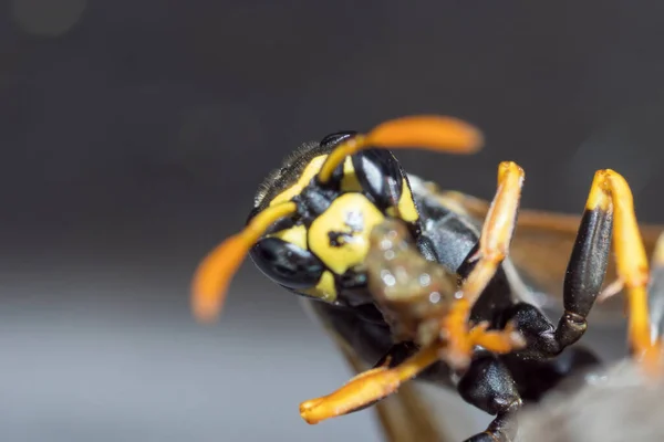 Une Jeune Reine Des Guêpes Papier Construit Nid Pour Fonder — Photo