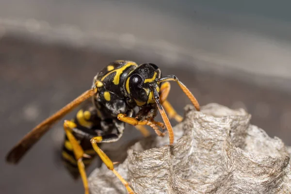 Een Jonge Papierwespenkoningin Bouwt Een Nest Een Nieuwe Kolonie Beginnen — Stockfoto