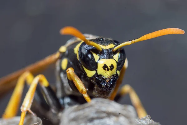 Een Jonge Papierwespenkoningin Bouwt Een Nest Een Nieuwe Kolonie Beginnen — Stockfoto