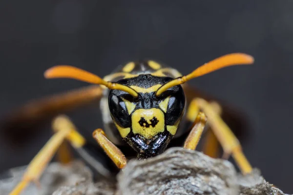 Een Jonge Papierwespenkoningin Bouwt Een Nest Een Nieuwe Kolonie Beginnen — Stockfoto