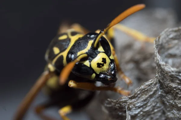 Genç bir Kağıt Arı Kraliçesi yeni bir koloni kurmak için yuva yapar. Makro fotoğraf