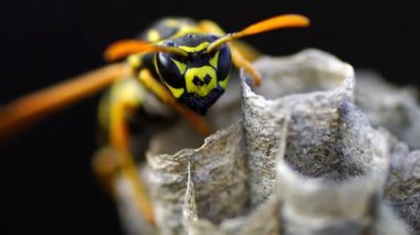 Genç Kağıt Arı Kraliçesi yeni bir koloni kurmak için bir yuva inşa ediyor. Makro lens.
