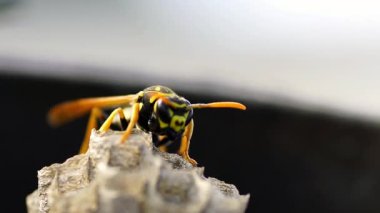 Genç Kağıt Arı Kraliçesi yeni bir koloni kurmak için bir yuva inşa ediyor. Makro lens.