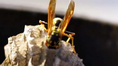 Genç Kağıt Arı Kraliçesi yeni bir koloni kurmak için bir yuva inşa ediyor. Makro lens.