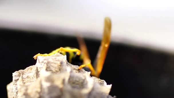 La Reina de la Avispa de Papel Joven está construyendo un nido para establecer una nueva colonia. Lente macro . — Vídeo de stock