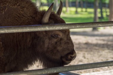 Polonya, Pszczyna 6 Haziran 2020 Bison Çiftliği Havalı