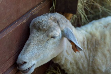 Polonya, Pszczyna 6 Haziran 2020 Bison Çiftliği Havalı