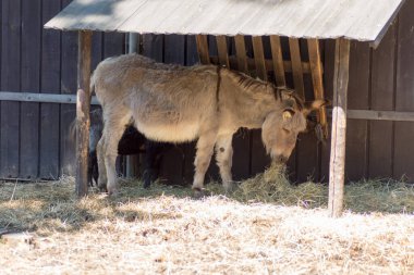 Polonya, Pszczyna 6 Haziran 2020 Bison Çiftliği Havalı