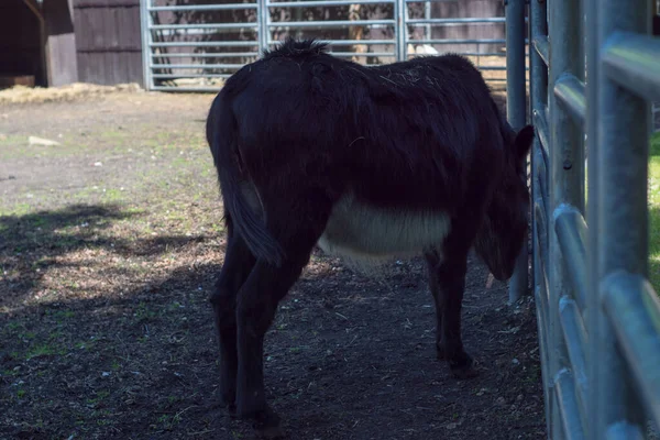 Polsko Pszczyna Června 2020 Bison Show Farm Cool — Stock fotografie