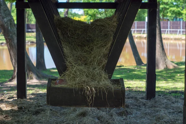 Polonia Pszczyna Giugno 2020 Bison Show Farm Cool — Foto Stock