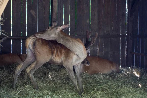 Πολωνία Pszczyna Ιουνίου 2020 Bison Show Farm Cool — Φωτογραφία Αρχείου