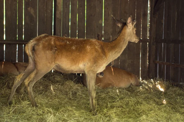 Polska Pszczyna Czerwca 2020 Bison Show Farm Cool — Zdjęcie stockowe