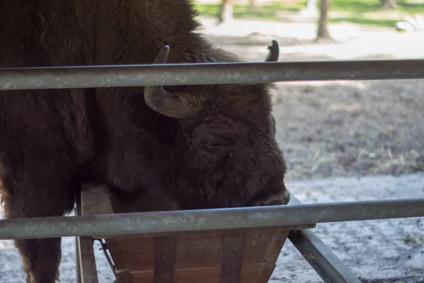 Polonia Pszczyna Junio 2020 Bison Show Farm Cool — Foto de Stock