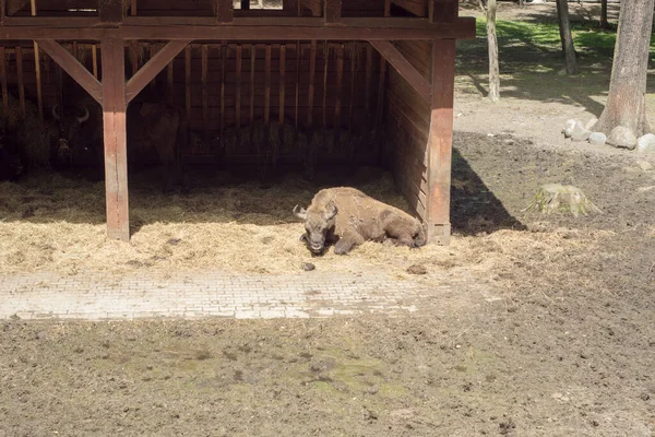 Polen Pszczyna Juni 2020 Bison Show Farm Cool — Stockfoto