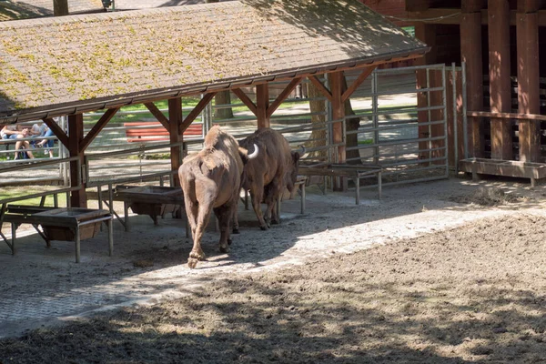 Πολωνία Pszczyna Ιουνίου 2020 Bison Show Farm Cool — Φωτογραφία Αρχείου