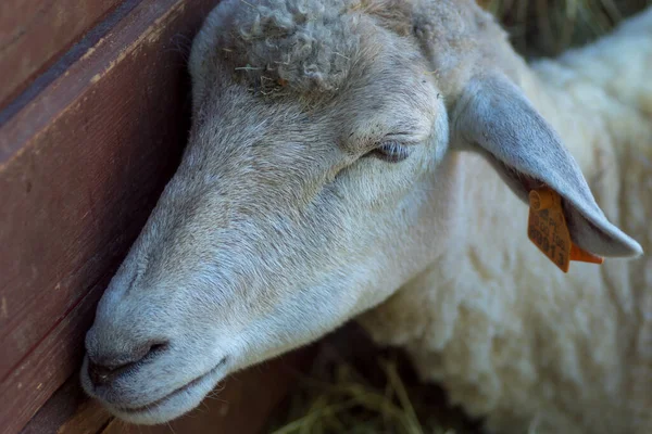 Πολωνία Pszczyna Ιουνίου 2020 Bison Show Farm Cool — Φωτογραφία Αρχείου