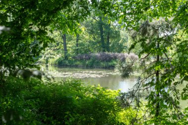 Pszczyna 'daki saray parkı. Harika aile yürüyüşleri için güzel bir ortam.