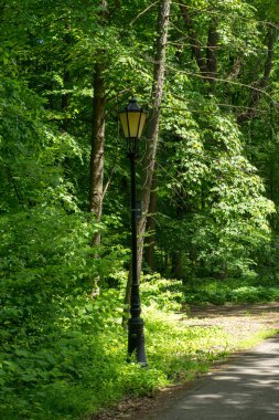 Pszczyna 'daki saray parkı. Harika aile yürüyüşleri için güzel bir ortam.