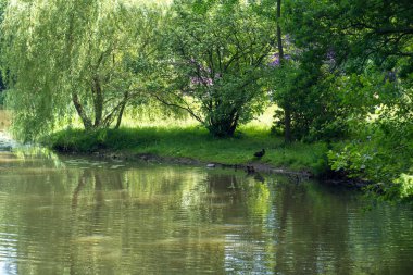 Pszczyna 'daki saray parkı. Harika aile yürüyüşleri için güzel bir ortam.