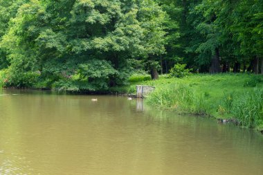Pszczyna 'daki saray parkı. Harika aile yürüyüşleri için güzel bir ortam.