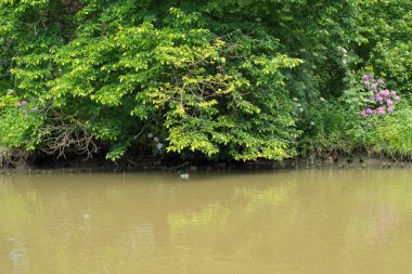 Pszczyna 'daki saray parkı. Harika aile yürüyüşleri için güzel bir ortam.