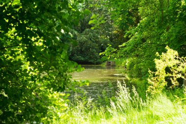Pszczyna 'daki saray parkı. Harika aile yürüyüşleri için güzel bir ortam.