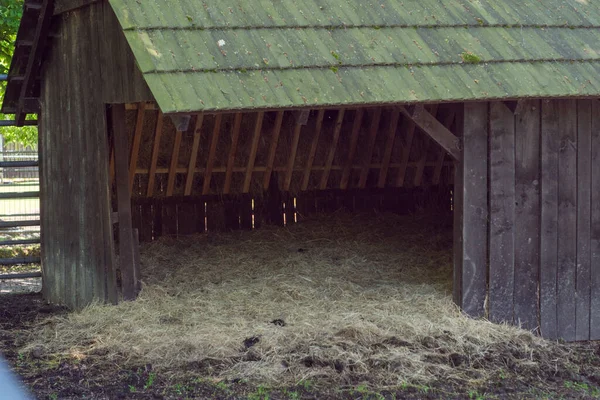 Polonya Pszczyna Haziran 2020 Bison Çiftliği Havalı — Stok fotoğraf