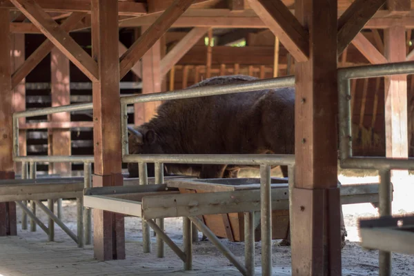 Polonia Pszczyna Giugno 2020 Bison Show Farm Cool — Foto Stock